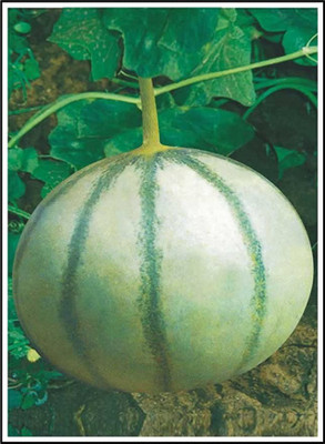 MAA Muskmelon, Kharbuja Seed(25 per packet)