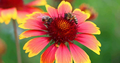 Aywal Gaillardia Seed(10 per packet)