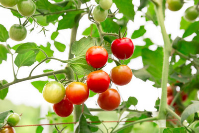 SOWCAN tomato Seed(150 per packet)