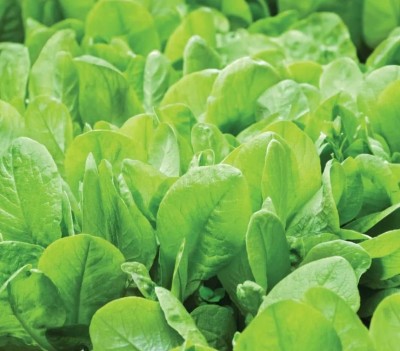 GROWNX Spinach Seeds palak Seed(500 per packet)