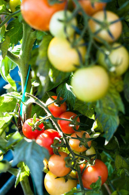 KOO Retails tomato Seed(140 per packet)