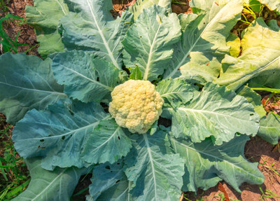 Mewar Impex white cauliflower,gobhee seeds Seed(45 per packet)