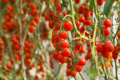 SIDDHI VINAYAK tomato Seed(125 per packet)