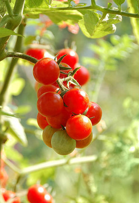 Infintegreen tomato Seed(120 per packet)