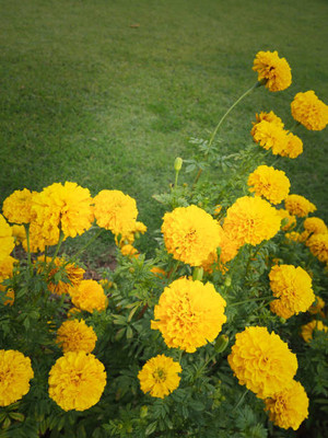 WINR marigold/gende ka phool flower seeds Seed(50 per packet)