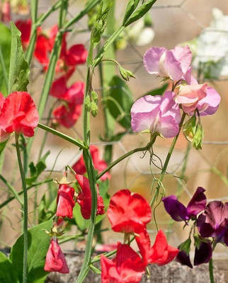 LASMA Sweet Pea Cuthbertson Blend Seed(20 per packet)