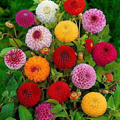 CYBEXIS LX-47 - Mixed Color Dahlia Non-GMO Fresh - (540 Seeds) Seed(540 per packet)