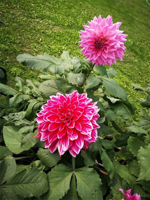 CYBEXIS Mixing Color Dahlia Flowers Seeds Seed(1 g)