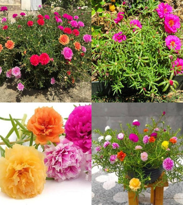 ibains Table rose plant seeds 85 Seed(85 per packet)