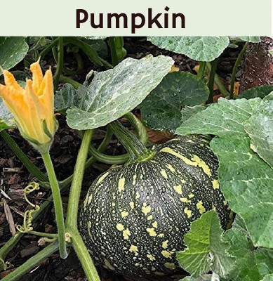 VibeX XLR-6 - Pumpkin Kaddu - (900 Seeds) Seed(900 per packet)