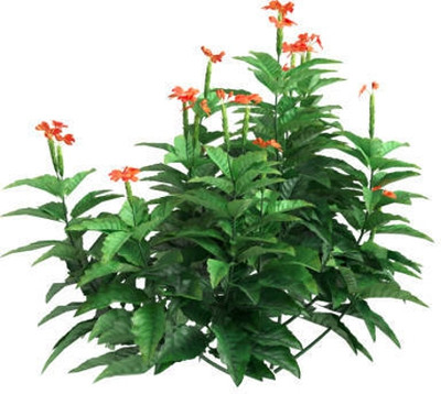 Gulabi nagari kanakambaram-firecracker-crossandra Seed(34 per packet)