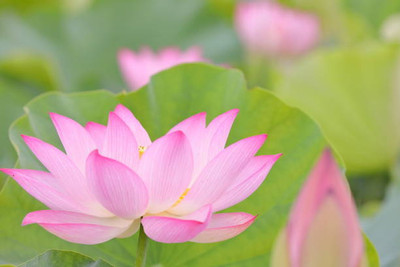 Hybrid mango plant lotus,kamal gatta Seed(15 per packet)