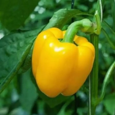 Aro Yellow Capsicum, Capsicum, Bell Pepper Seed(33 per packet)