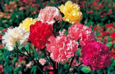 Epazo Hybrid Dahlia Double Flower Seed(125 per packet)