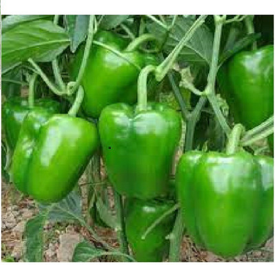 wequality Capsicum Seed(190 per packet)