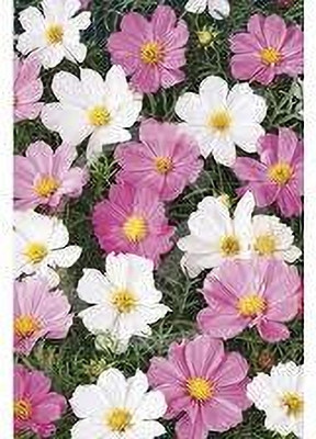 XOLDA Exotic comos Seed(41 per packet)