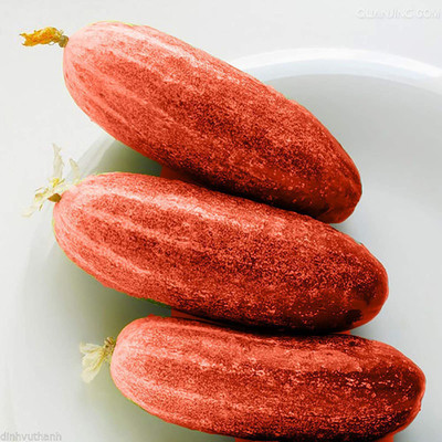CYBEXIS High Germination Red Cucumber Seeds Cucumis Sativus2000 Seeds Seed(2000 per packet)