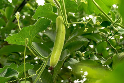 AloGardening Bottle Gourd F1 Hybrid Seeds Seed(35 per packet)