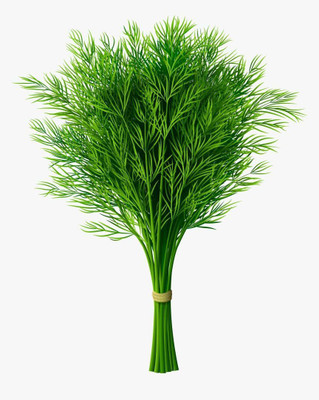 CYBEXIS LXI-5 - Bouquet Dill Non-GMO - (250 Seeds) Seed(250 per packet)