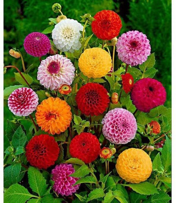 SUAA Dahlia Mix Flower Seed(14 per packet)