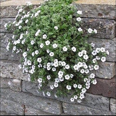 VibeX NBIR-42 - Creeping Thyme White - (1350 Seeds) Seed(1350 per packet)