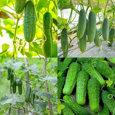 ibains Hybrid cucumber seeds Kakari sosa seeds Seed(28 per packet)