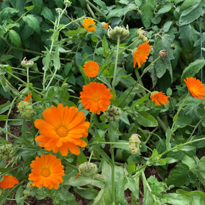 Lippy Calendula Mix Seed(70 per packet)
