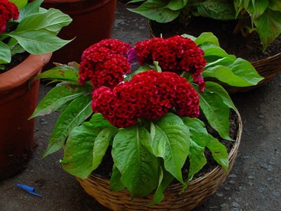 TRICONE Flower Cockscomb Mixed Seeds (Open pollinated) | Sow and Grow 75 Seeds AD92 Seed(75 per packet)