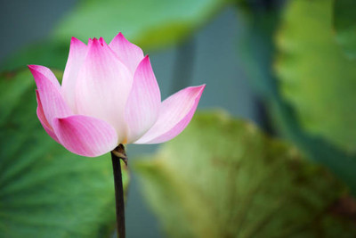 EcoFusion lotus,kamal gatta Seed(10 per packet)