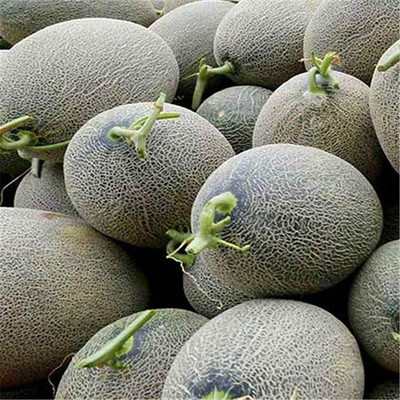 CYBEXIS Musk Melon Hami Melon Seeds Tasty DIY 400 Seeds Seed(400 per packet)