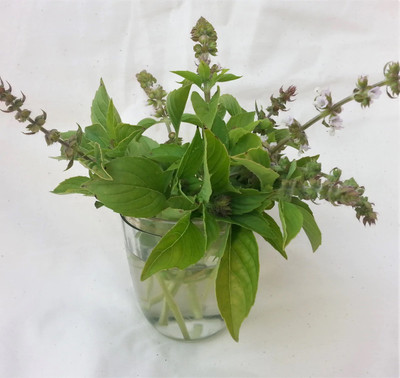 Qualtivate ATS-25 Mrs. Burns Lemon Basil Seeds Seed(1000 per packet)