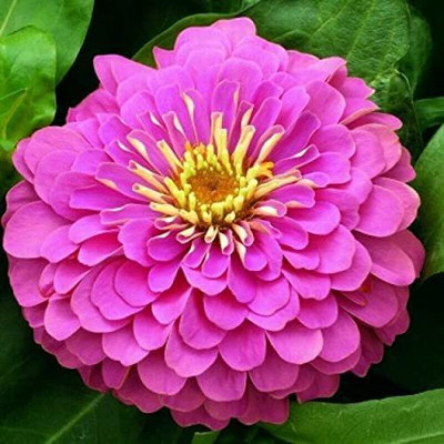 CYBEXIS HUA-48 - Imported Pink Zinnia Flower - (30 Seeds) Seed(30 per packet)