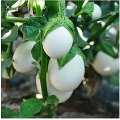 ENINE Brinjal White (Hybrid) Seeds High Germination Potting Soil 100 Seeds F298 Seed(100 per packet)