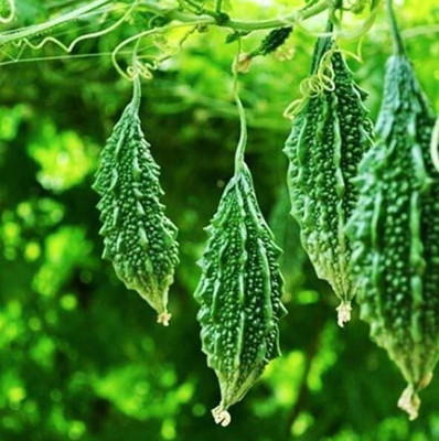 Om Cosmos Karela (Bitter Gourd) Mix Quality Seed(20 per packet)