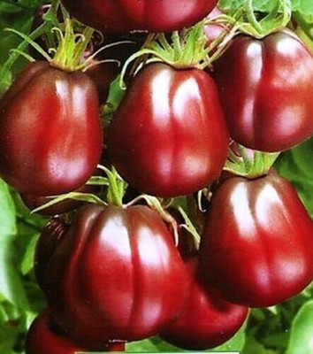 Aywal Black Imported vegetables Tomato Seed(6000 per packet)