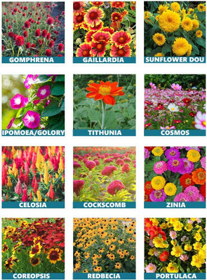 Aywal 10 Variety Of Flower Seeds Combo Pack Seed(40 per packet)