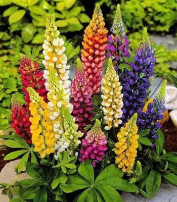 Aro Lupin Seed(40 per packet)