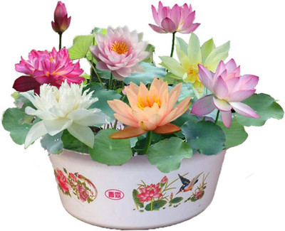 CRGO ™ VXI-48 Lotus Seeds,Water Lily Flower Plant Seed(24 per packet)
