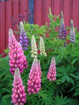 Aywal Lupin Mix Color Flower Seed(5 g)