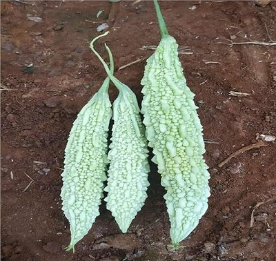 CRGO KARELA , BITTERGOURD Seed(100 per packet)