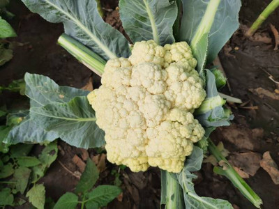 MAA white cauliflower,gobhee seeds Seed(20 per packet)