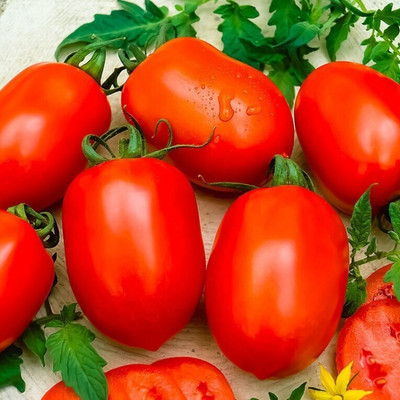 Quentova Red tomatoes-CTU-5L Seed(200 per packet)