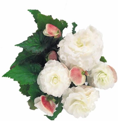 CYBEXIS VVI-4 - Begonia Flower -White - (270 Seeds) Seed(270 per packet)