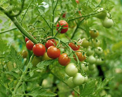 Faabiie tomato Seed(135 per packet)