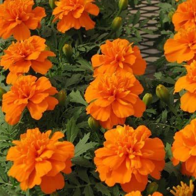 VibeX LX-13 - Bonanza Deep Orange Marigold - (250 Seeds) Seed(250 per packet)