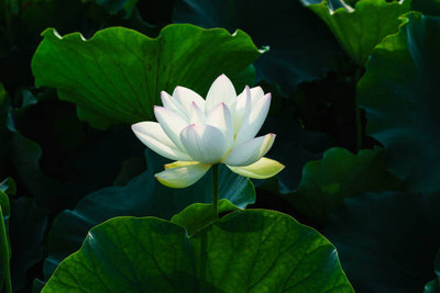 MYAT lotus,kamal gatta Seed(14 per packet)