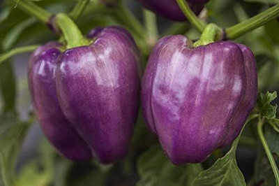 Qualtivate PUAS-8A Purple Capsicum/Pepper Seeds Seed(100 per packet)