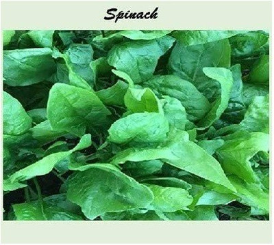 VibeX ® XLR-785 Spinach Seed(200 per packet)