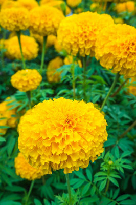 Avysa marigold/gende ka phool flower seeds Seed(50 per packet)