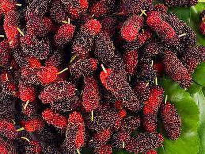 Oliver mulberry(shahatoot) fruit seeds Seed(77 per packet)